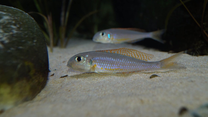 Xenotilapia flavipinnis 'Kiriza'
